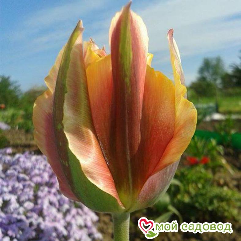 Тюльпан зеленоцветный Грин Ривер