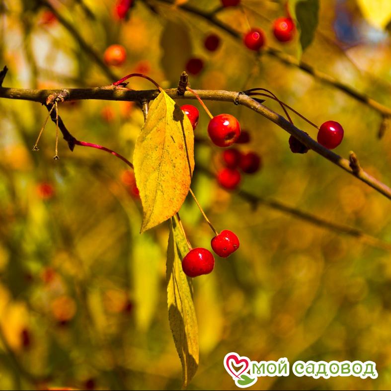 Вишня Осенняя