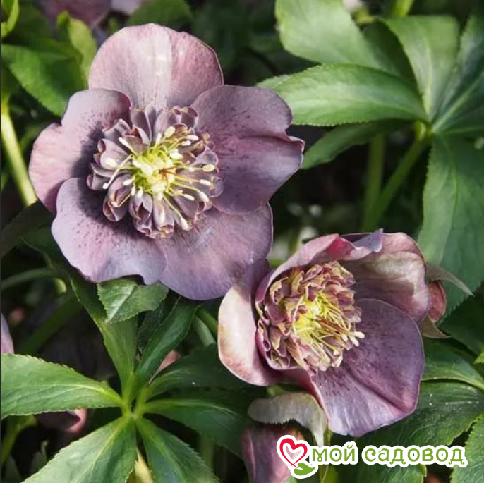 Морозник Блю анемон